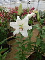 [4271 Bodyguard Mak No01.JPG]